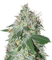 Spiritual Punk feminized seeds