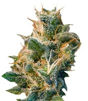 Graines de cannabis Smile Max Auto (Kannabia Seeds)