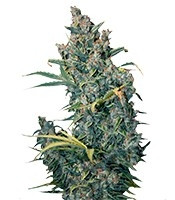 Graines de cannabis Tundra (Dutch Passion)