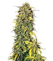 Semillas feminizadas Black Jack Auto (Sweet Seeds)