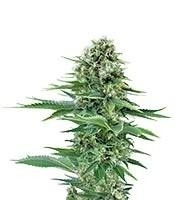 Power Flower feminized seeds