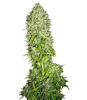 Big Bang (GHS) Cannabis-Samen
