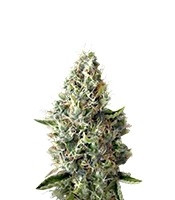 Dinamex (Dinafem Seeds) Cannabis-Samen
