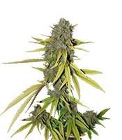 Lemon Skunk feminized seeds