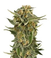 Lost Coast Skunk Auto feminized seeds