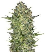 Graines de cannabis Serious Kush (Serious Seeds)