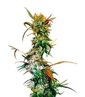 VIP Haze feminized seeds