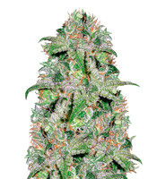 Doctor Jamaica (Vision Seeds) Cannabis-Samen