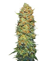 Pure Power Plant regular (Nirvana Seeds)