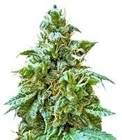 Superb OG feminized seeds