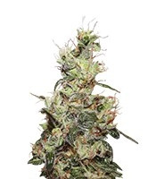 CBD Kush (Dutch Passion) Cannabis-Samen