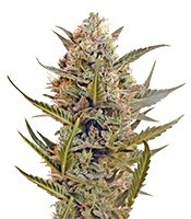Graines de cannabis Chrystal regular (Nirvana Seeds)