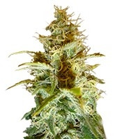 Graines de cannabis White Russian regular (Serious Seeds)