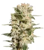 Belladonna feminized seeds