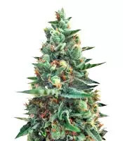 Graines de cannabis White Rush Auto (Dr. Krippling Seeds)