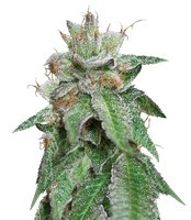 Bubba Kush regular seeds (Humboldt Seeds)