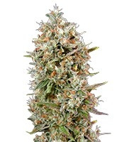 Dinachem feminized seeds