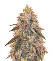Jack Herer (Vision Seeds) Cannabis-Samen