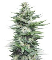Graines de cannabis Sour Diesel #2 regular (Humboldt Seeds)