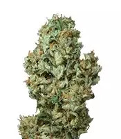 Dinamex Autoflowering (Dinafem Seeds)