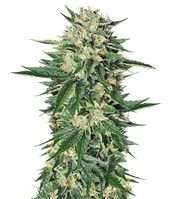 Dr. Greenthumb’s Em-Dog by B-Real feminized seeds