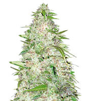 Auto Ultra Power Plant (Victory Seeds) Cannabis-Samen