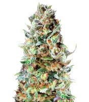 Graines de cannabis Delhi Friend (Dr. Krippling Seeds)