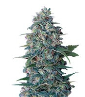 Hashberry regular (Mandala Seeds)