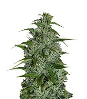 Masterkush regular (Dutch Passion) Cannabis-Samen