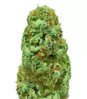 Amnesia Ganja Haze regular seeds