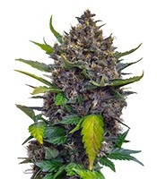 Graines de cannabis Black Cream Auto (Sweet Seeds)