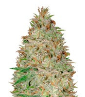 Chocolate Orange Auto feminized seeds