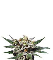 Citrus feminized seeds