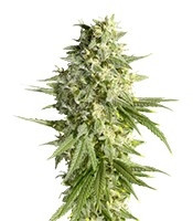 Graines de cannabis Double Dutch (Serious Seeds)