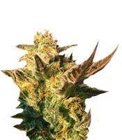 Speedy Boom Auto (Kannabia Seeds) Cannabis-Samen
