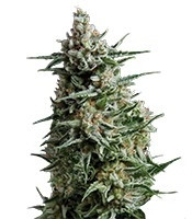 Anesthesia feminized seeds