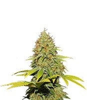 Jack Herer regular (Sensi Seeds)