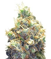 Mango Skunk feminized seeds