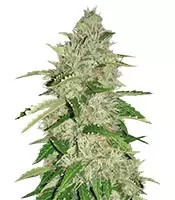Nefertiti feminized seeds