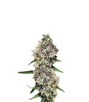 Critical + 2.0 Autoflowering feminized seeds