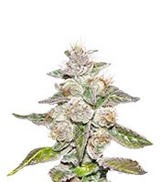 Mendocino Purple Kush (Medical Seeds)