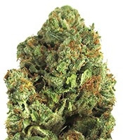 Midnight Mass feminized seeds