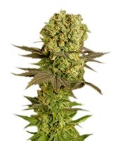 Motavation regular (Serious Seeds) Cannabis-Samen