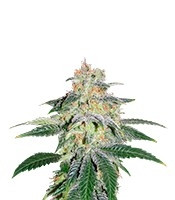 Graines de cannabis Russian Doll (Kannabia Seeds)