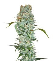 White Russian feminized seeds