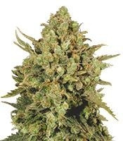 CBD-enriched Warlock feminized seeds