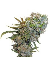 Cream 47 feminized seeds