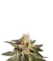 Dr. Jekill feminized seeds