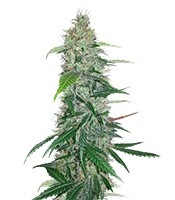 Shiva Skunk Regular seeds