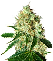 Graines de cannabis Bubblicious (Resin Seeds)